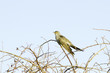 Foto: Common Cuckoo / Cuculus canorus ( European Cuckoo) Common Cuckoo / Cuculus canorus ( European Cuckoo)