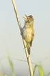 Foto: great reed warbler ( Acrocephalus arundinaceus ) great reed warbler ( Acrocephalus arundinaceus )