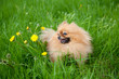 cute Pomeranian dog sitting in the green grass