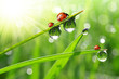 fresh morning dew and ladybird