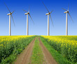 rapeseed field with wind turbines against the blue sky