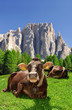 Photo: Cow in the Italy Alps Cow in the Italy Alps