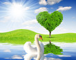 Spring landscape with swan and tree in the shape of heart