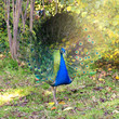 Portrait of peacock