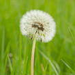 Hawkbit with a green background