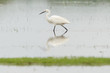 Egretta garzetta or small white heron