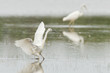 Egretta garzetta or small white heron