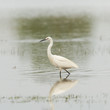 Egretta garzetta or small white heron