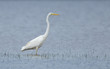 Great white heron