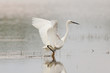 Egretta garzetta or small white heron