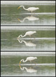Great Egret / White Heron photo series