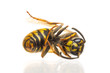 Macro of a dead wasp (Vespula vulgaris)