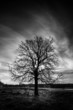 Leafless tree