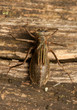 Libellula quadrimaculata - pupa