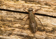 Libellula quadrimaculata - Pupa