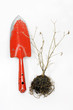 Gardening shovel and dry tree