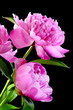 Peonies.