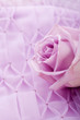 Photo: purple rose for wedding, love and valentines day purple rose for wedding, love and valentines day