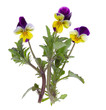 pansy flower isolated on white