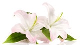 Lily.