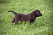 brown labrador puppy
