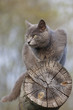 gray cat on a log
