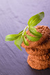 stevia rebaudiana as sweetener for cookies
