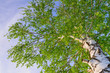 lush foliage of summer birch. Nature backgrounds