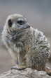 Meercat