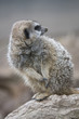 Meercat