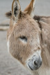 Donkey