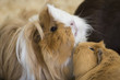 Guinea Pig