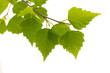 Birch leaves of the tree.