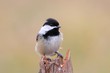 Bird On A Stump In Winter
