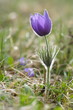 Foto: Kuhschelle / Küchenschelle (Pulsatilla) Kuhschelle / Küchenschelle (Pulsatilla)