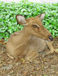 Eld's deer