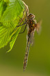 Cordulia aenea