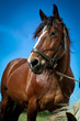 CHEVAL