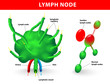 Vector: lymph node lymph node