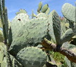cactus tagué