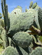 cactus tagué