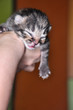 newborn kitten