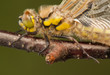 Libellula quadrimaculata
