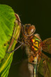 Cordulia aenea