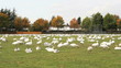 Snowgeese on a Sports Field
