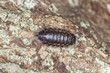 Woodlouse on wood, macro photo