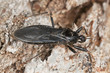 Masked Assassin Bug (Reduvius personatus)