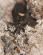 Foto: Masked Assassin Bug (Reduvius personatus) Masked Assassin Bug (Reduvius personatus)