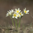 buttercups