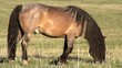 Beautiful Horse. Slow Motion at a rate of 240 fps